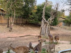 -清迈夜间动物园