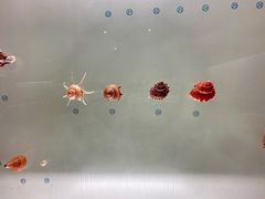 -青岛贝壳博物馆