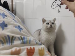 -lincat·猫舍(广州店)