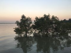 -宝安西湾红树林湿地公园