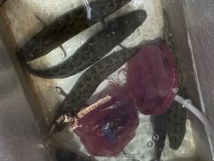 -金三可市井水煮鱼(金碧园店)