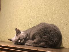 -more than meow吴止猫主题餐厅(承德 中船汇店)