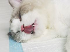 -博特宠物医院24h犬猫全科.骨科·异宠