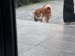 -纳吉亚猫专科动物医院·北北分院