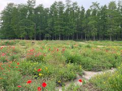 -上海共青森林公园