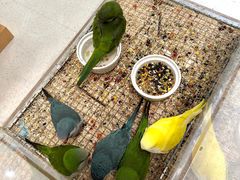 -帕帕拉兹宠物(亚洲旗舰店)