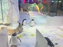 -芜湖新华联大白鲸海洋公园