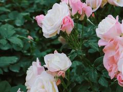 -人民公园(罗湖区)