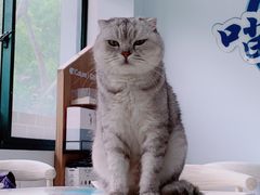 -喵的天空名猫咖啡馆·撸猫·猫舍·用品