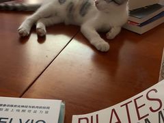 -瑞派福兴宠物医院犬猫全科·骨科·中西医结合(河东店)