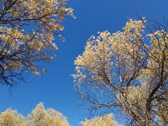 -金塔沙漠胡杨林景区