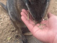 -费瑟代尔野生动物园