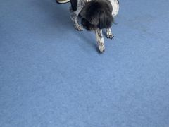 -博特宠物医院24h犬猫全科.骨科·异宠