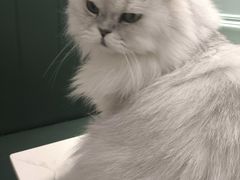 -安格丽娜·狗咖·猫咖羊驼咖(春熙路百盛商场店)
