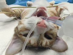 -爱诺耐芙动物医院(万博店)