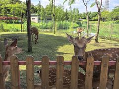 -王借岗森林公园