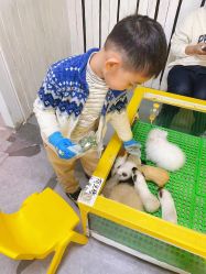 -神奇动物撸宠馆·羊驼·小浣熊·异宠(豫园店)