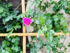 -19号私房菜(云南路店)