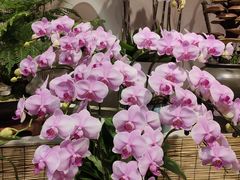 -双季花艺园艺市场(浦东店)