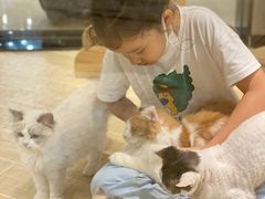 -momokira米努特·德文卷毛猫·棉花面纱犬
