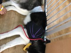 -Husky Go! 哈士奇体验馆·宠物咖啡厅狗咖