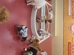 -和它·交个朋友·狗咖猫咖(爱琴海店)