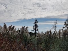 -贡湖湾湿地公园