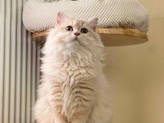 -猫十亿·布偶金渐层·曼基康矮脚猫舍(青年路店)
