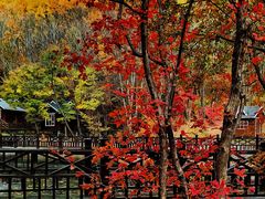 -云岭野山参风景区