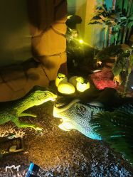 -恐龙探索乐园(磁器口店)