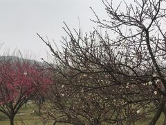 -香雪海