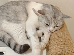 -共舞时光猫咖·狗咖(新街口店)