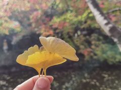 -秋霞圃