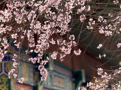 -桃花堤公园