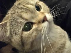 -猫色咖啡·猫咖