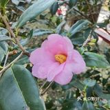 御花園位置就在正門入口右手邊