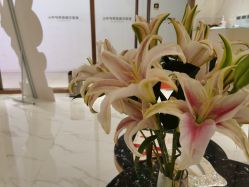 -紫琪尔胸部养护中心