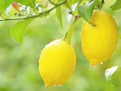 -圣廷苑酒店-世纪楼菲苑自助餐厅