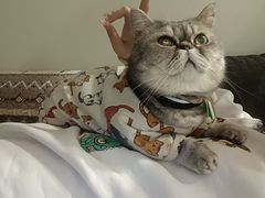 -楼上猫咖(罗湖店)
