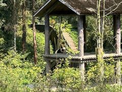 -中国大熊猫保护研究中心雅安碧峰峡基地