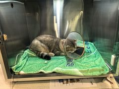 -萌兽医馆·犬猫专科·眼科中心·宠物医院(朝阳门分院)
