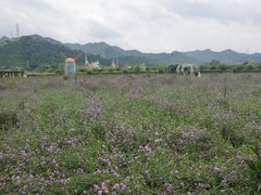 -美的鹭湖森林度假区