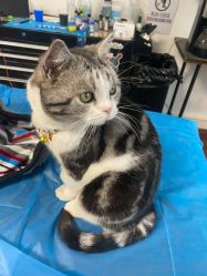 -杨卓刺青工作室·YZ STUDIO