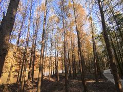 -上海海湾国家森林公园