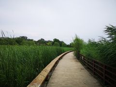 -绿堤公园