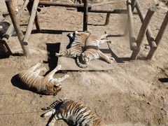 -大连森林动物园