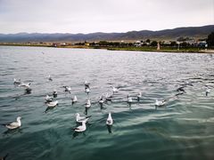 -青海湖国家重点风景名胜区