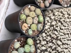 -秦美花卉(天朗·莱茵小城2期店)