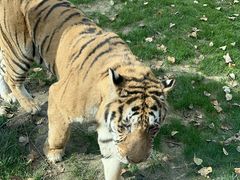 -北京野生动物园