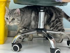 -纳吉亚猫专科动物诊疗中心(蒋宅口分院)